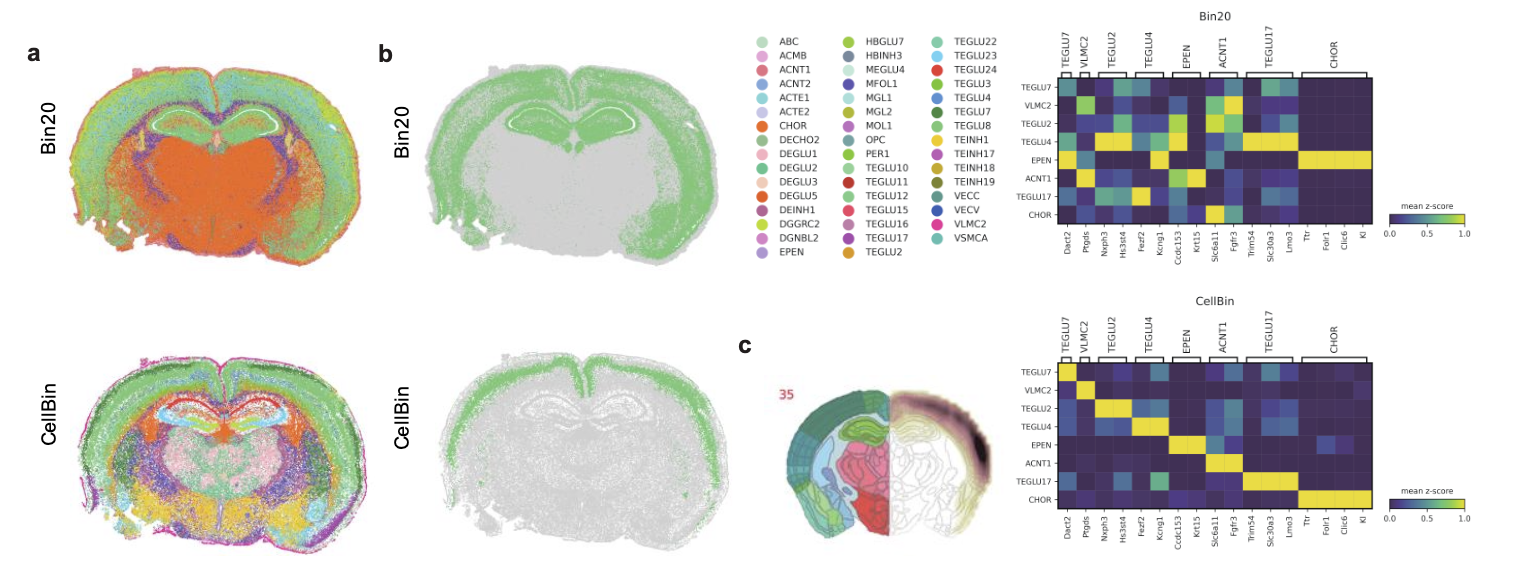 Comparison of cell annotation results between bin20 and CellBin